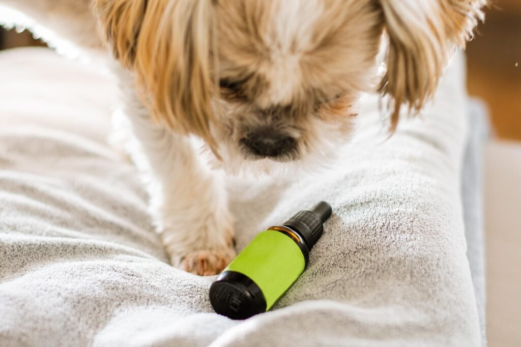 dog, cbd, 4k wallpaper, wallpaper 4k, 4k wallpaper 1920x1080, cbd for dog, cbd oil, cbd for animals, free wallpaper, desktop backgrounds, hd wallpaper, pet, fur, the background, wallpaper, full hd wallpaper, wallpaper hd, laptop wallpaper, beautiful wallpaper, image, animal, mac wallpaper, cool backgrounds, bottle, medical, free background, medicinal, windows wallpaper, herbs
